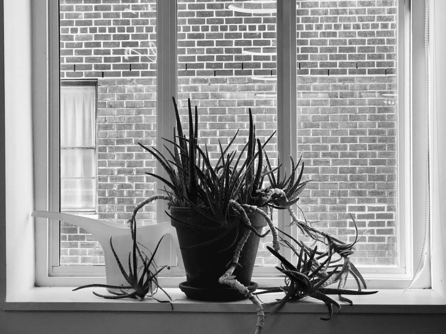 plant